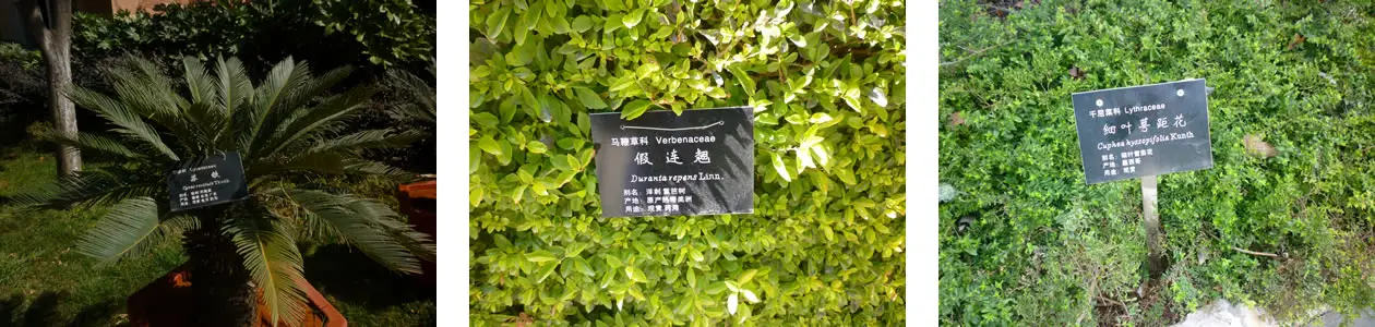 zhiwuguapai1