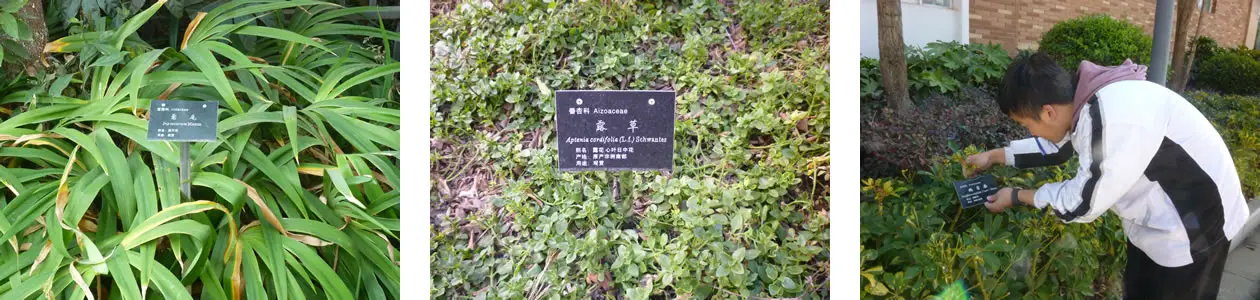 zhiwuguapai2